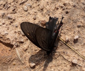 小團山上的黑蝴蝶。Photo by 郭中一