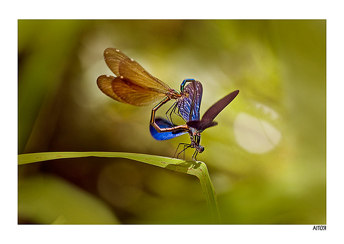 Lover. Photo by Aitor Escauriaza